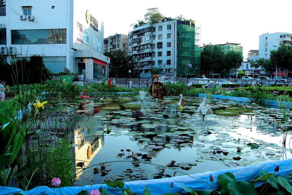 老片盆栽荷花=18