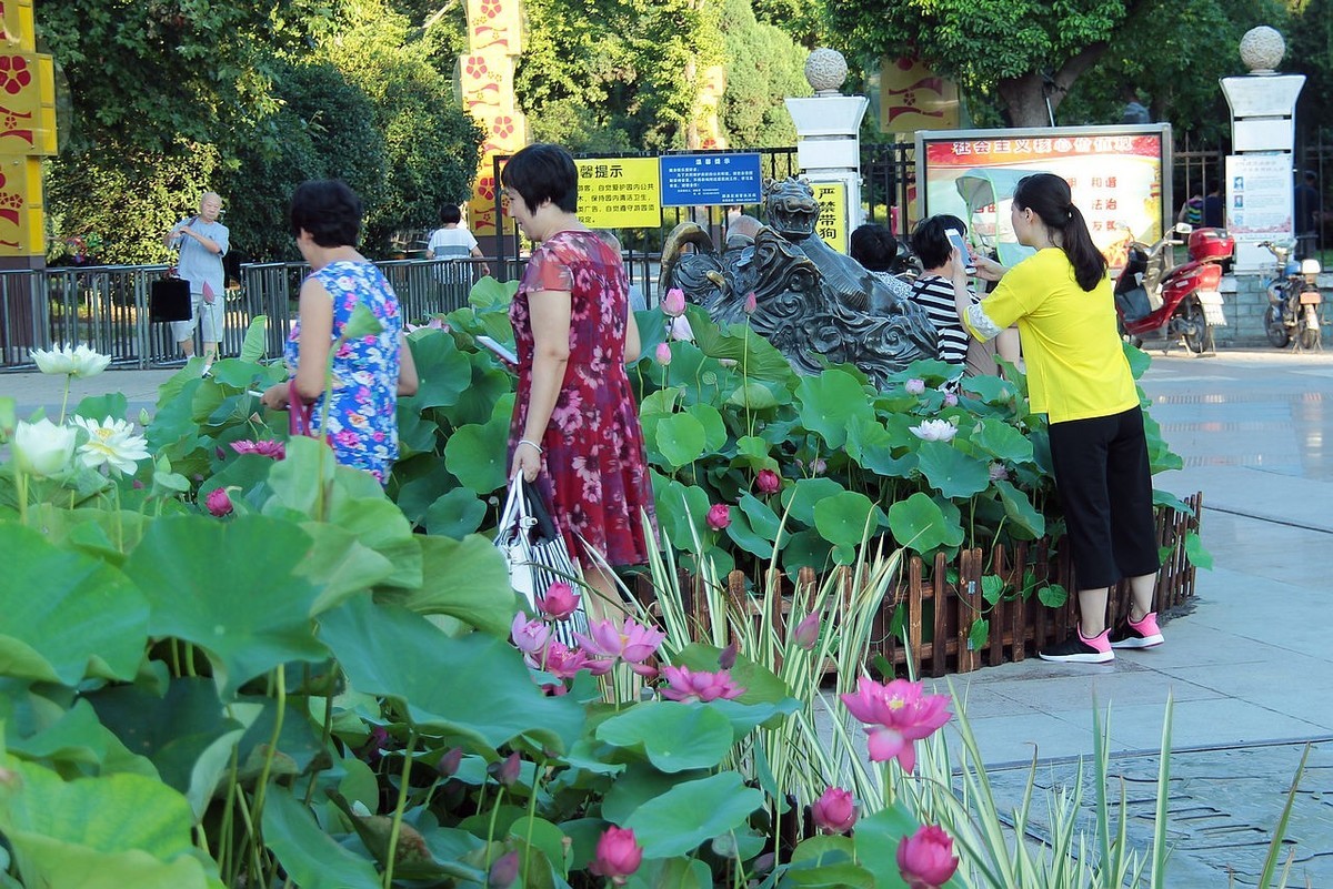 老片盆栽荷花=18