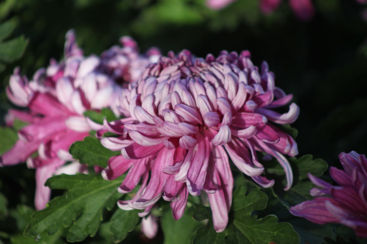 乌海秋菊展（原片）