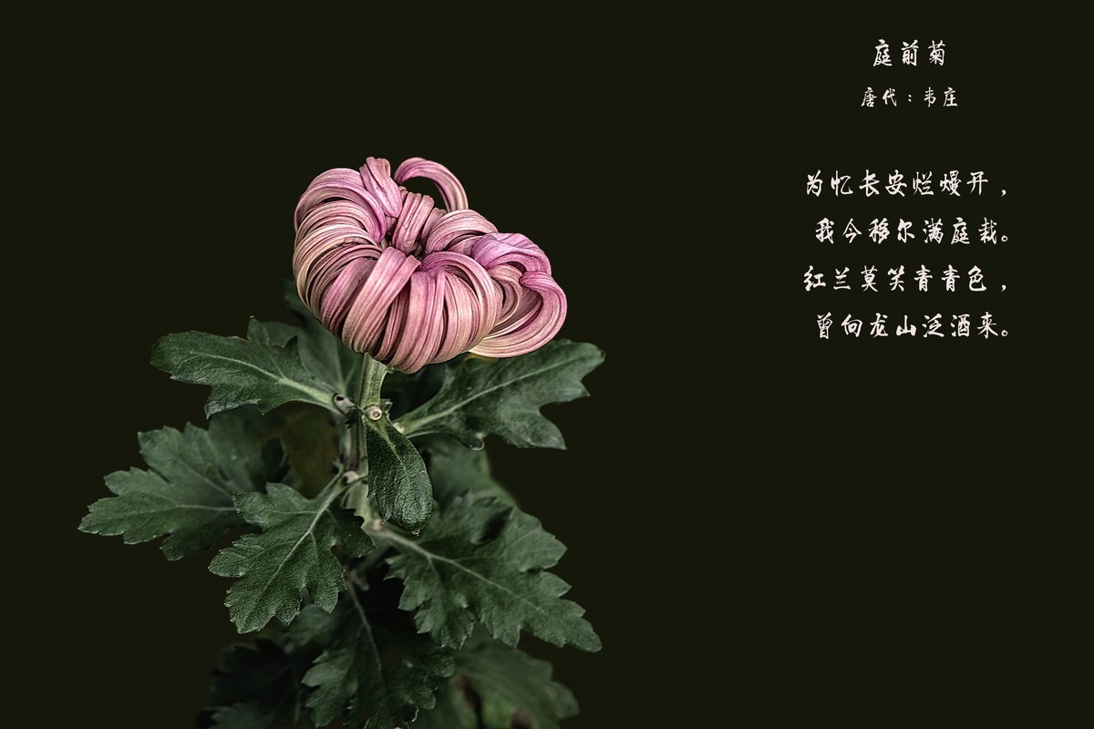 庭前菊       唐代 · 韦庄