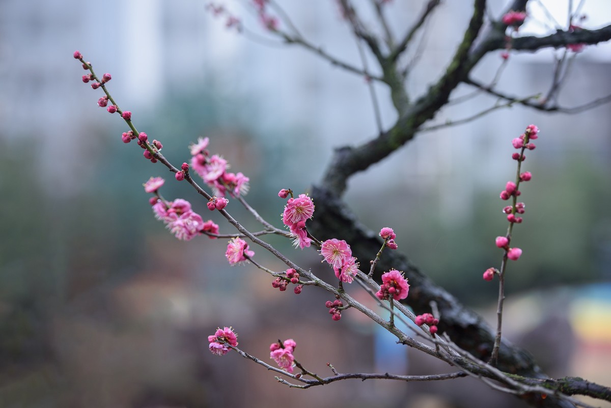 早春二月来赏花，清逸幽雅最是梅。