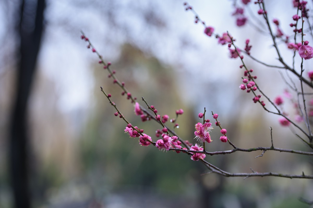 早春二月来赏花，清逸幽雅最是梅。