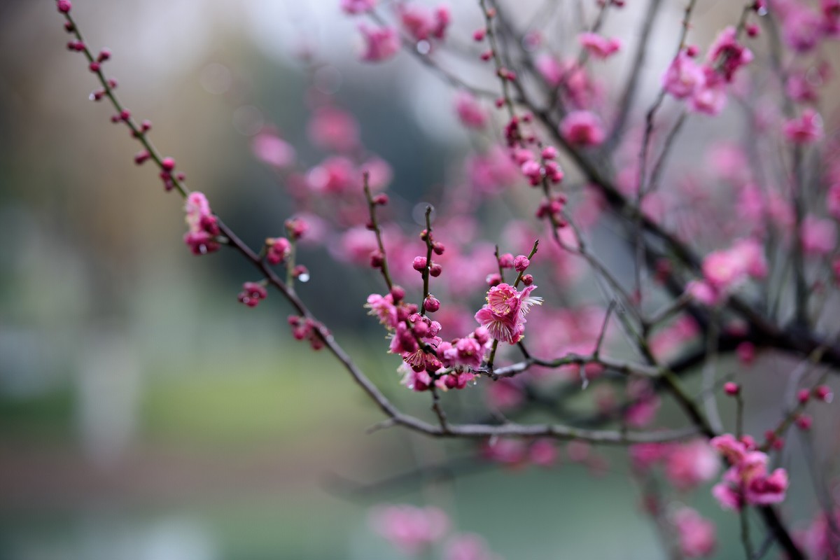 早春二月来赏花，清逸幽雅最是梅。