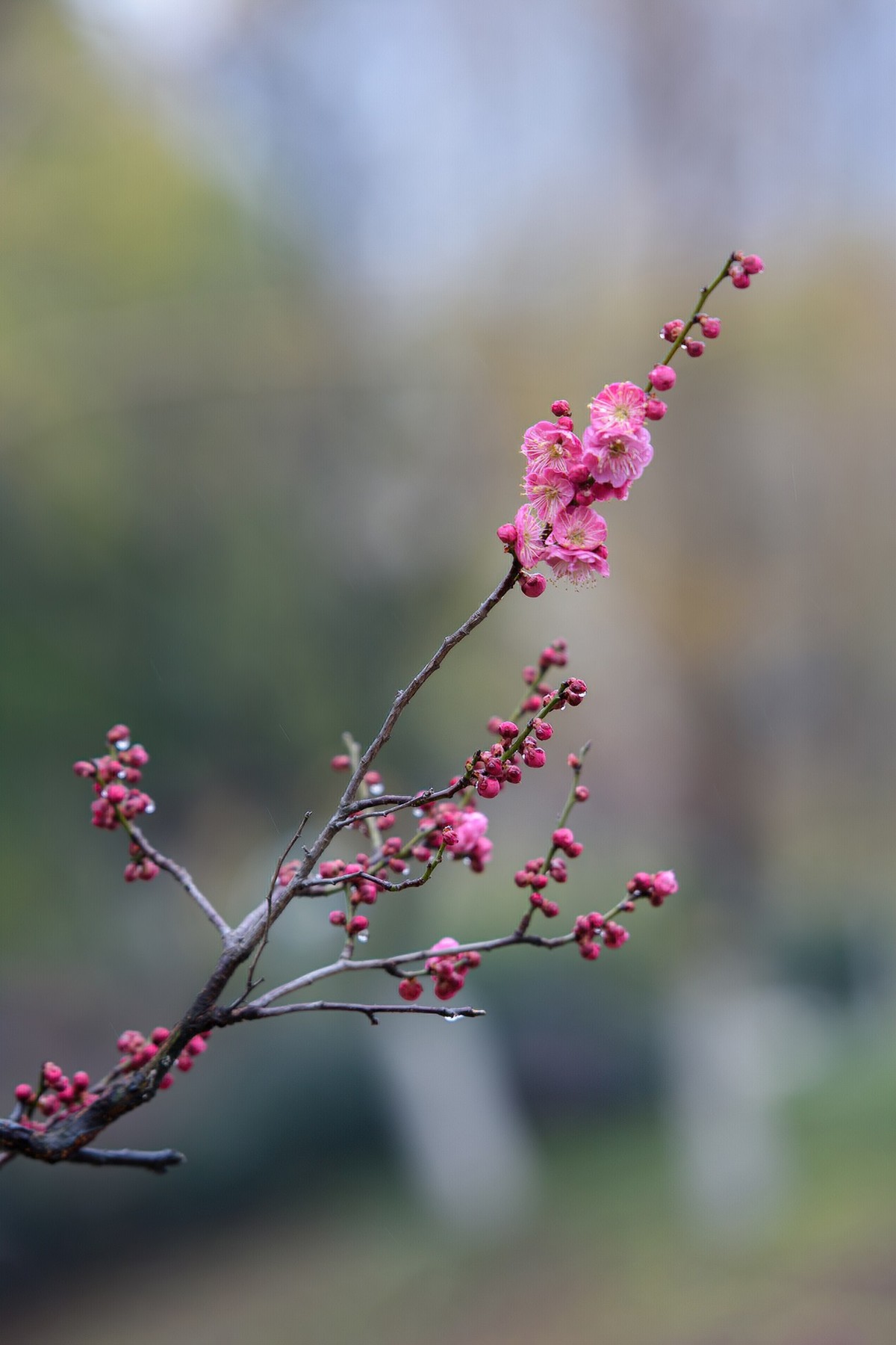 早春二月来赏花，清逸幽雅最是梅。
