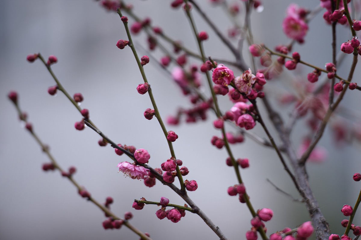 早春二月来赏花，清逸幽雅最是梅。