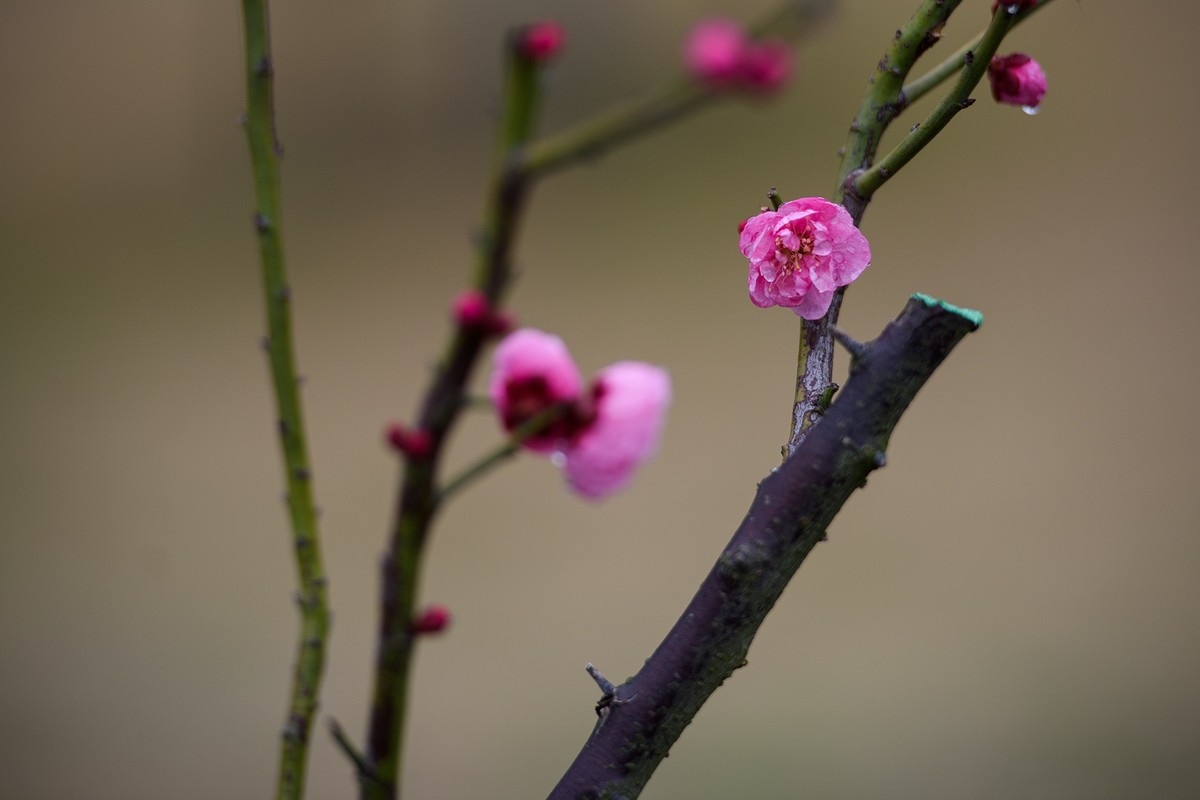 早春二月来赏花，清逸幽雅最是梅。