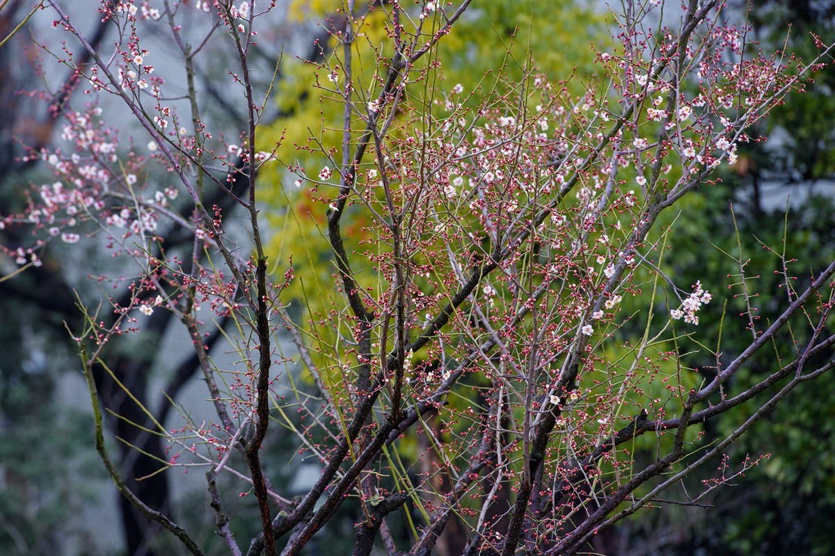 早春二月来赏花，清逸幽雅最是梅。