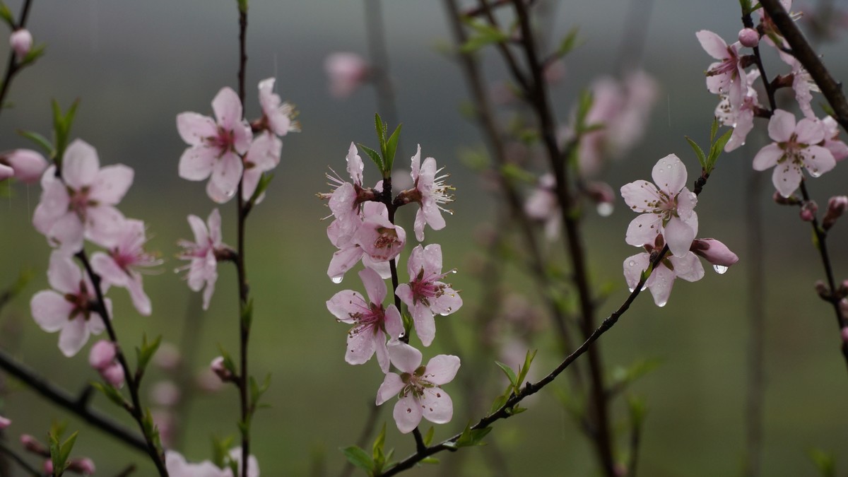 小雨中的桃花