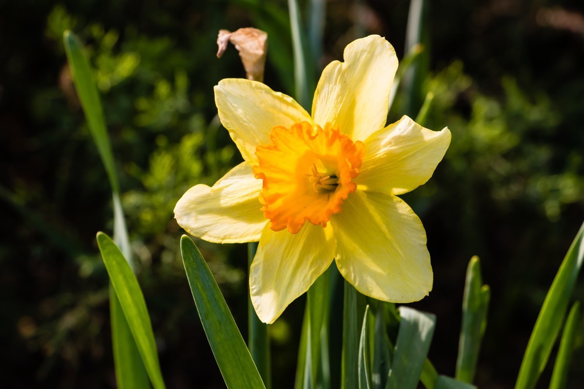 【镜头里】第1458号：黄水仙（一）