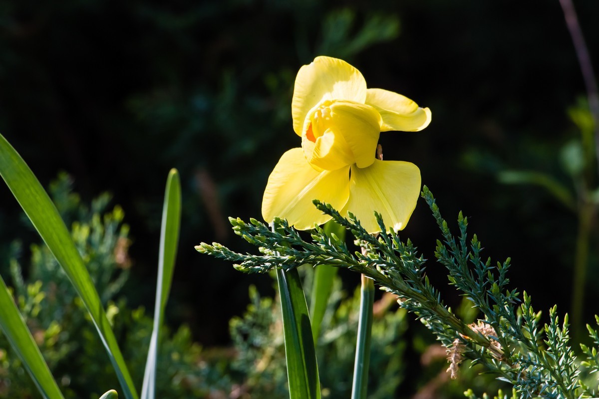 【镜头里】第1458号：黄水仙（一）