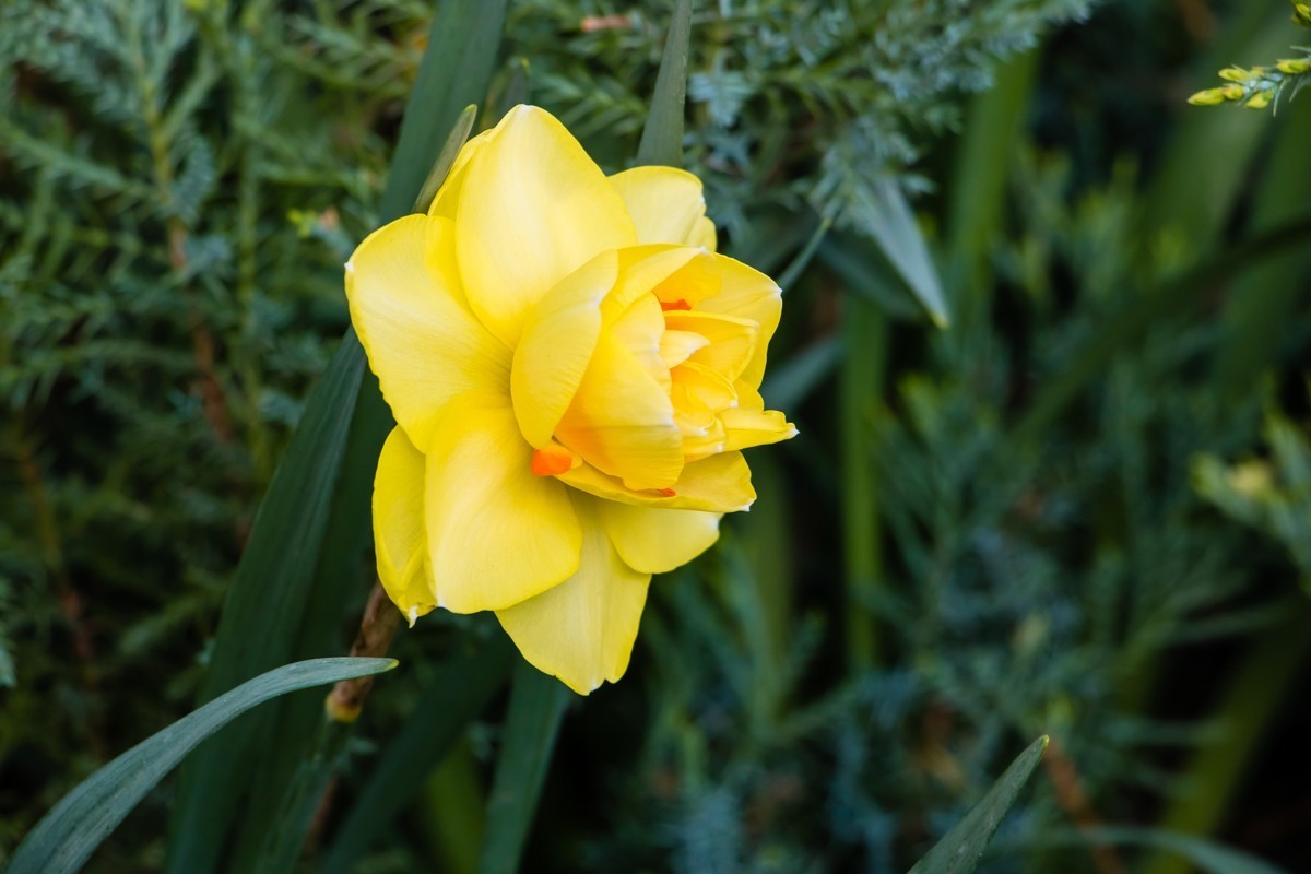 【镜头里】第1458号：黄水仙（一）