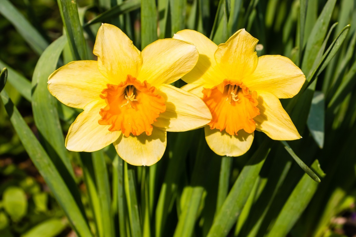 【镜头里】第1458号：黄水仙（一）