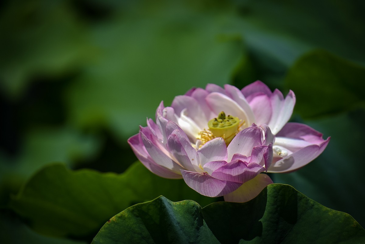 2023年第0460贴-公园荷花拍（0627）