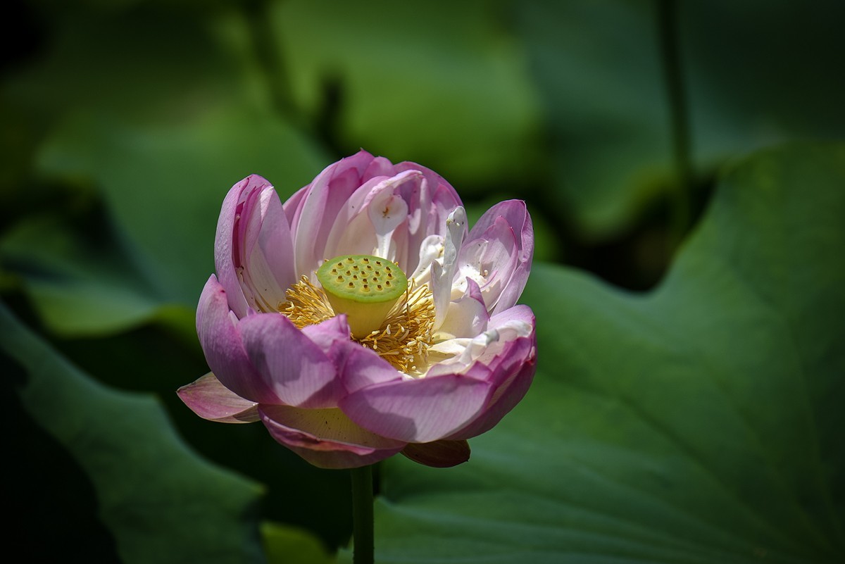 2023年第0460贴-公园荷花拍（0627）