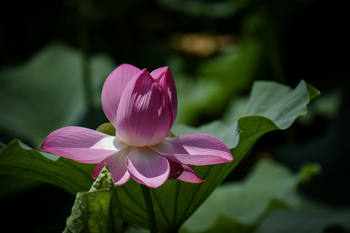 2023年第0460贴-公园荷花拍（0627）