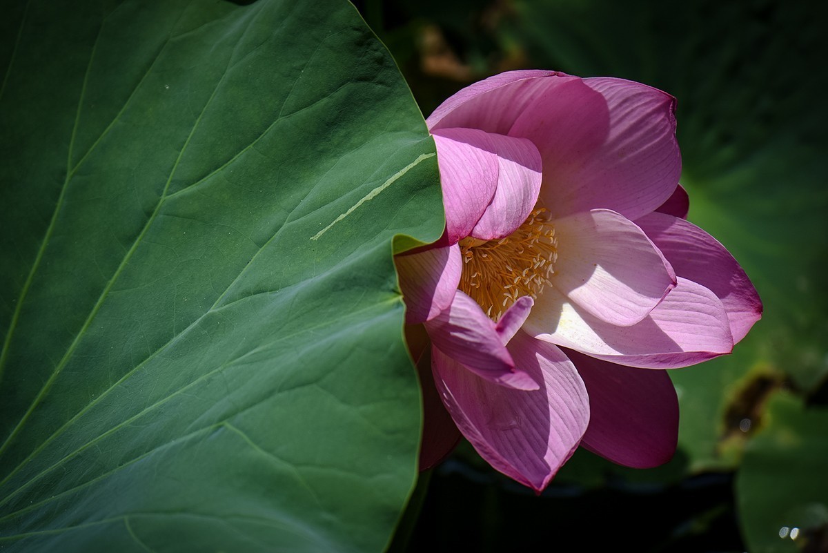 2023年第0460贴-公园荷花拍（0627）