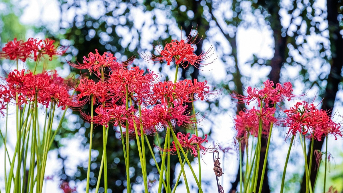 亦仙亦妖彼岸花——没想到z24-120还真能顶半个微距头用