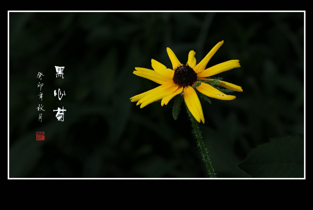 翠玉花杆金黄花，墨色圆心更奇葩