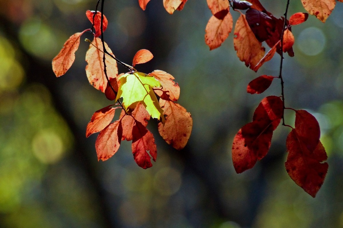 辞旧叶●迎新芽——道别2023