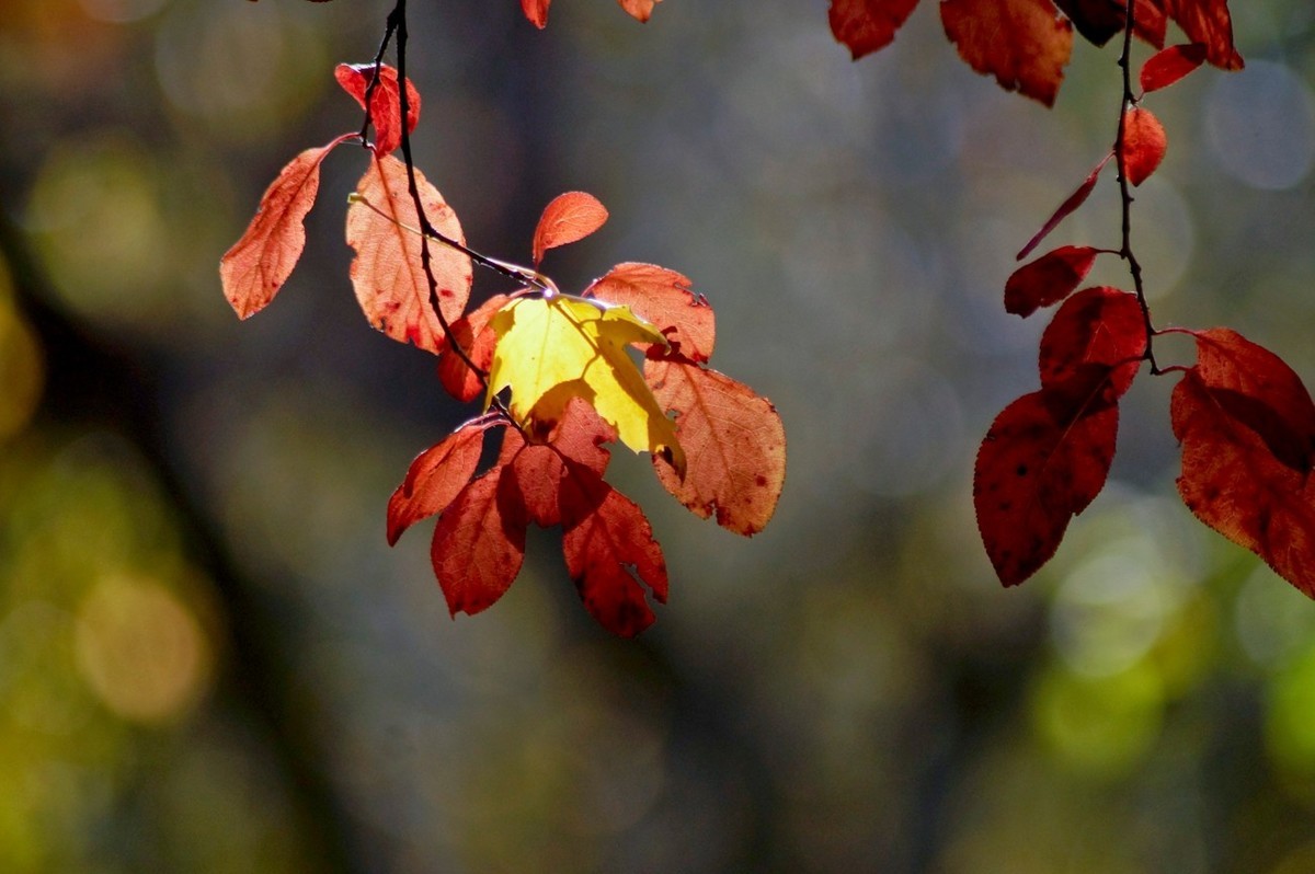 辞旧叶●迎新芽——道别2023