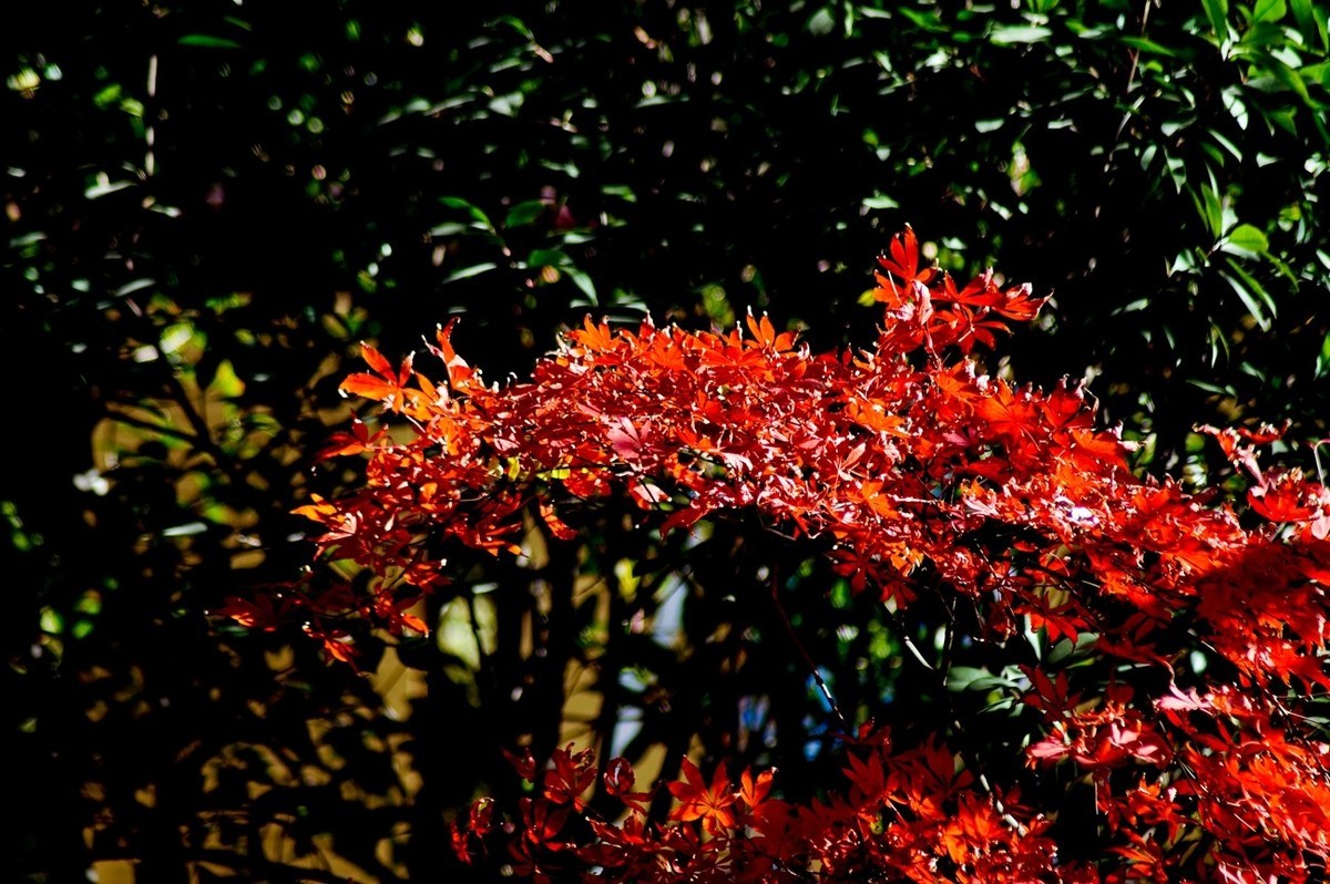 辞旧叶●迎新芽——道别2023