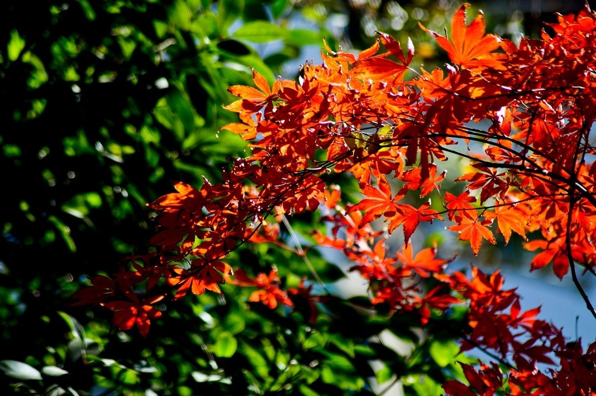 辞旧叶●迎新芽——道别2023