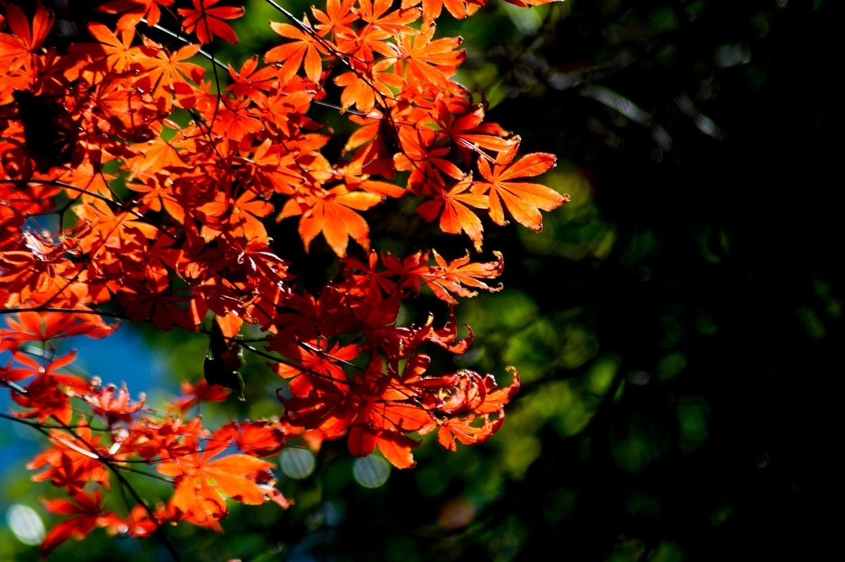 辞旧叶●迎新芽——道别2023