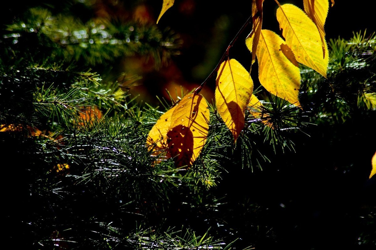 辞旧叶●迎新芽——道别2023