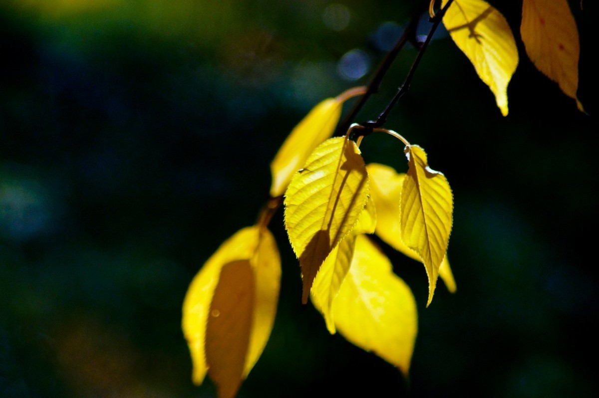 辞旧叶●迎新芽——道别2023