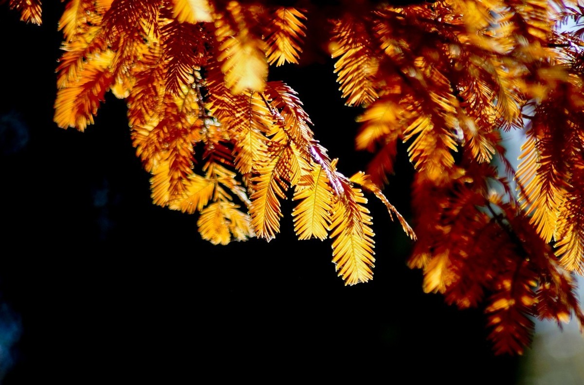 辞旧叶●迎新芽——道别2023