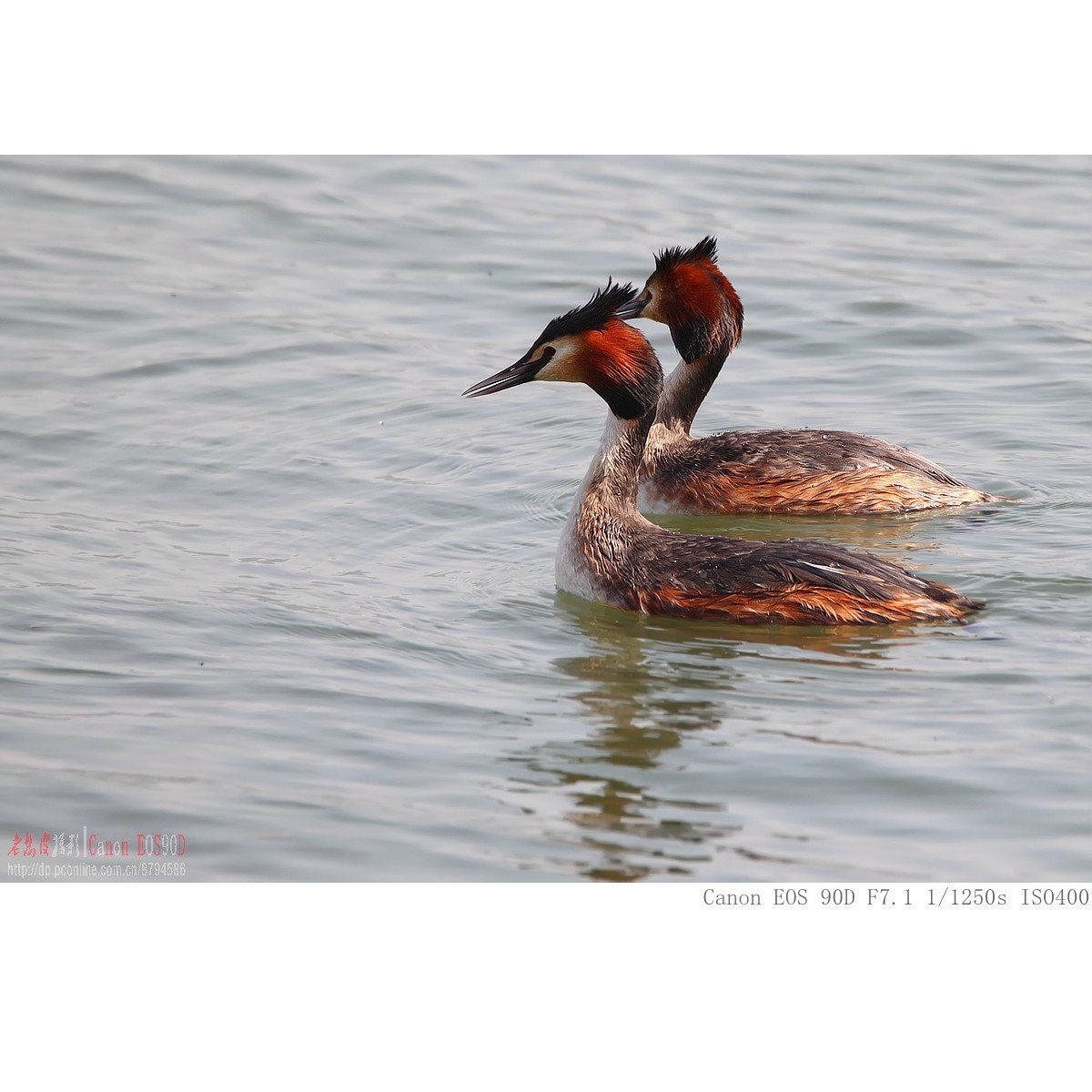 凤头鸊鷉、罗纹鸭