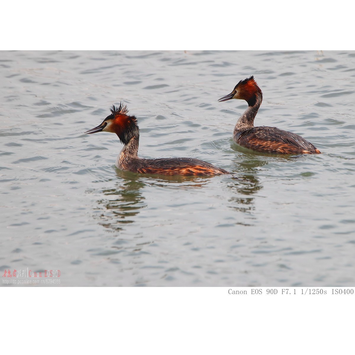 凤头鸊鷉、罗纹鸭