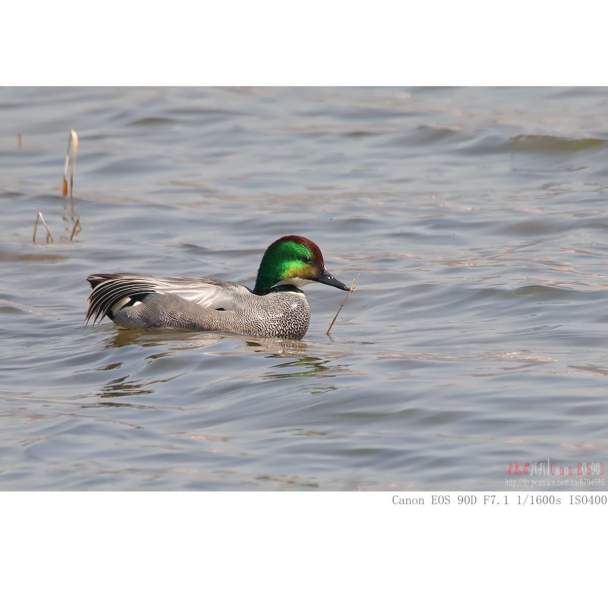 凤头鸊鷉、罗纹鸭