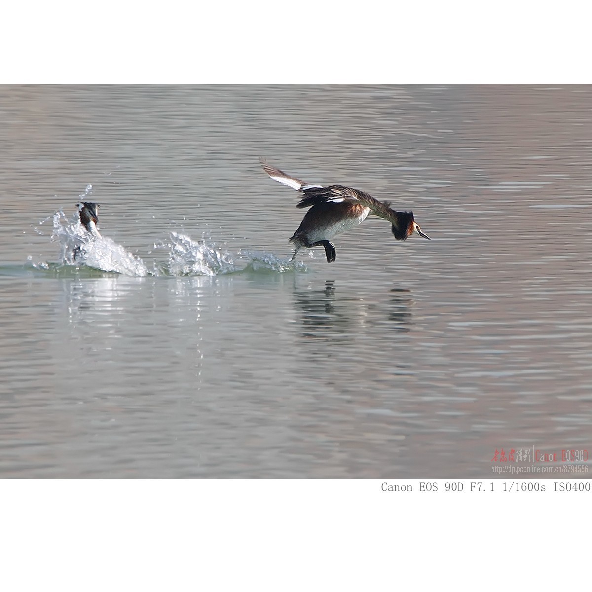 凤头鸊鷉、罗纹鸭