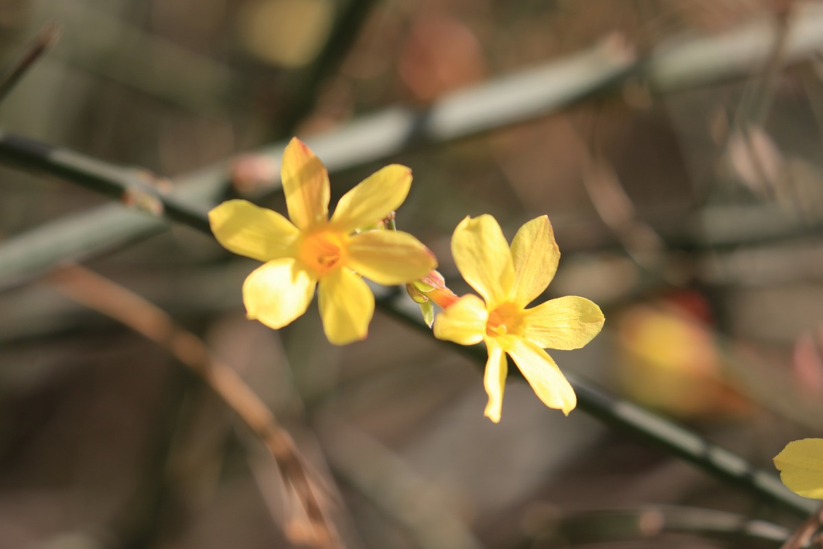 春天来了，树发芽了。