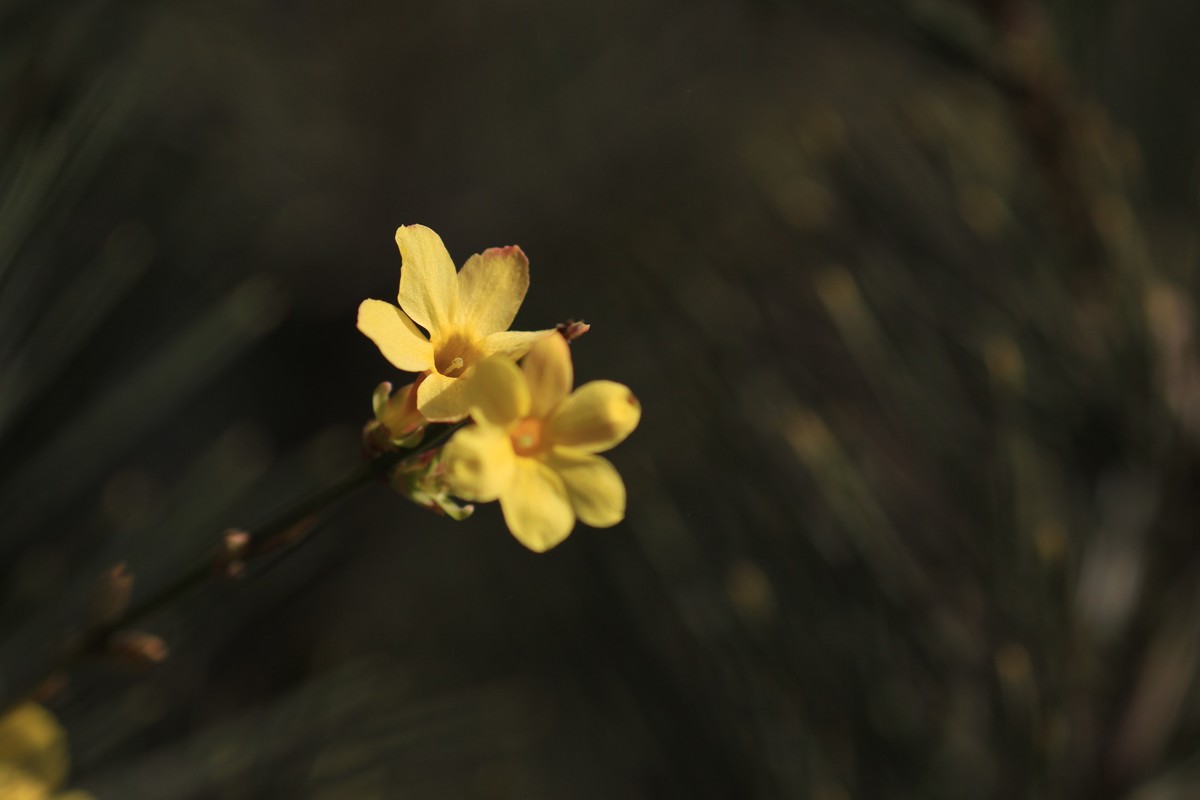 春天来了，树发芽了。