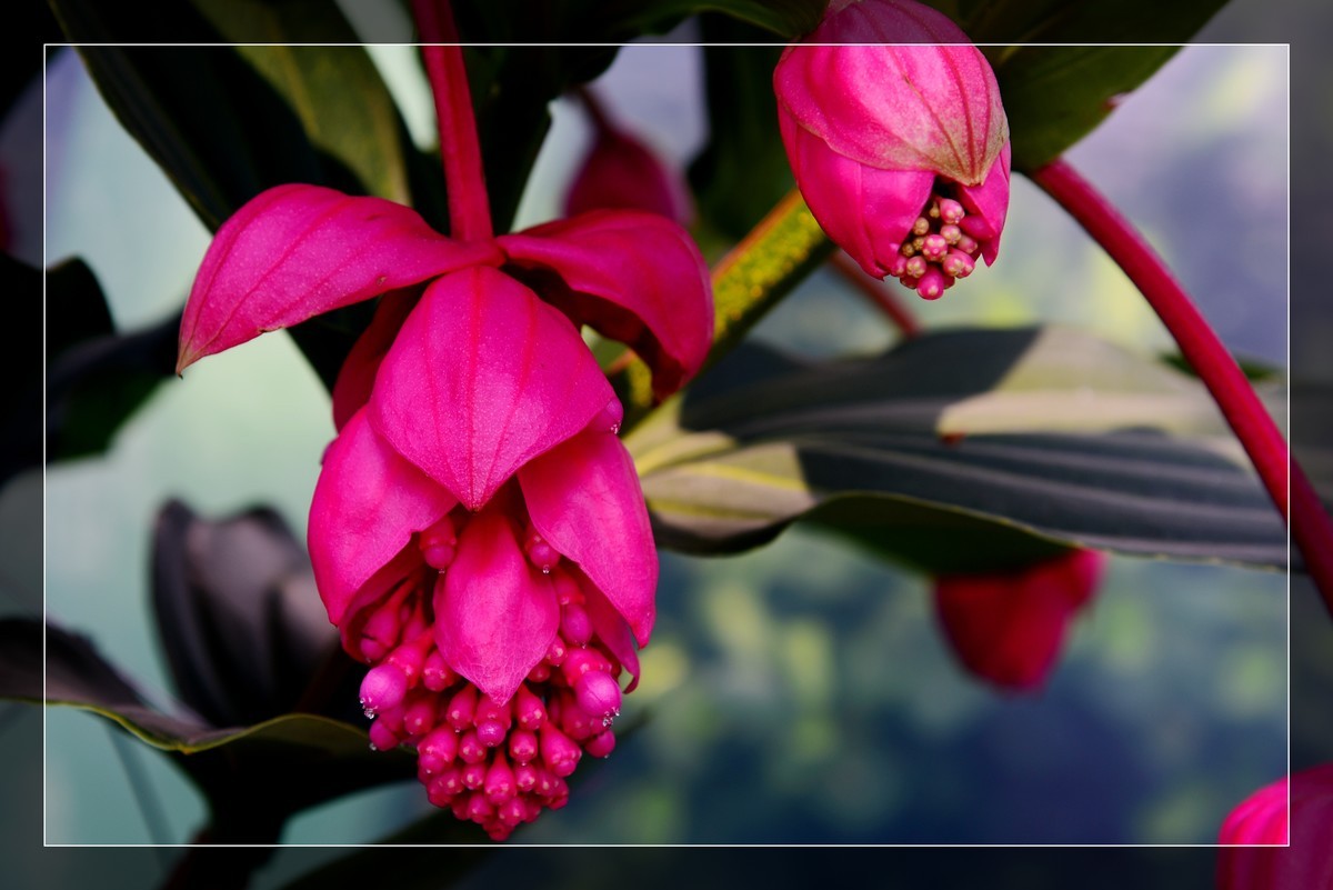 生态园拍宝莲花