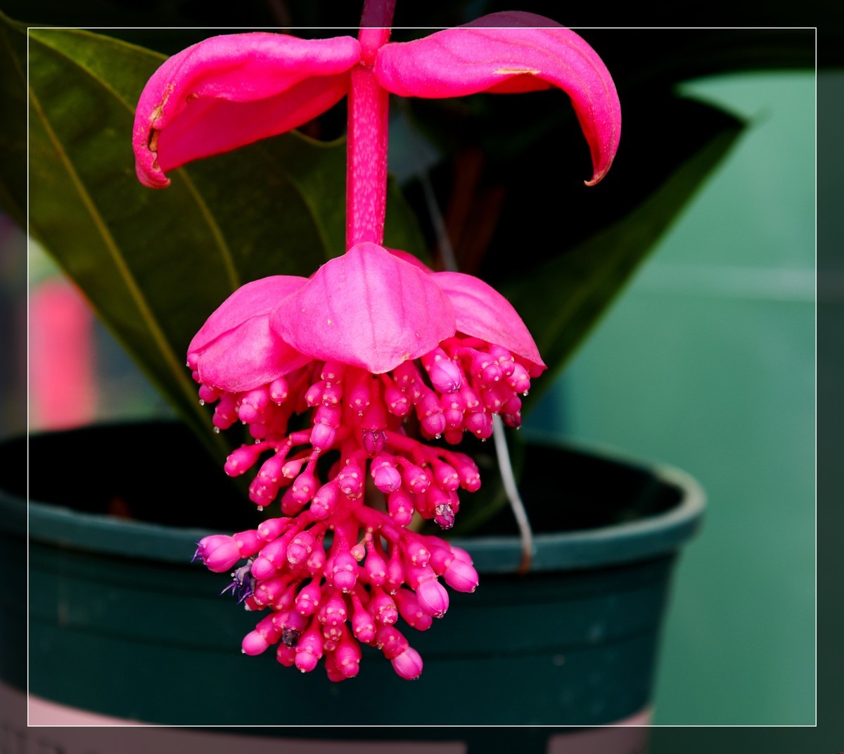 生态园拍宝莲花