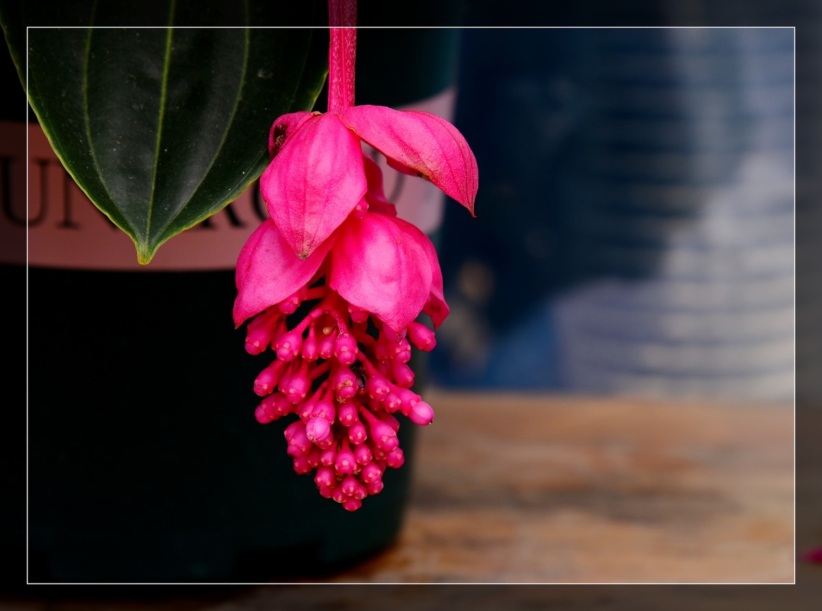 生态园拍宝莲花