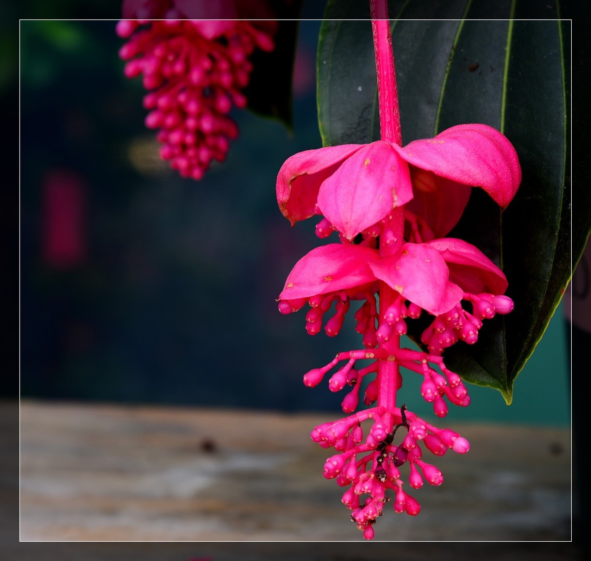 生态园拍宝莲花