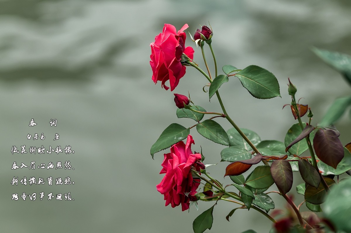 山花烂漫  之 《玫瑰花》