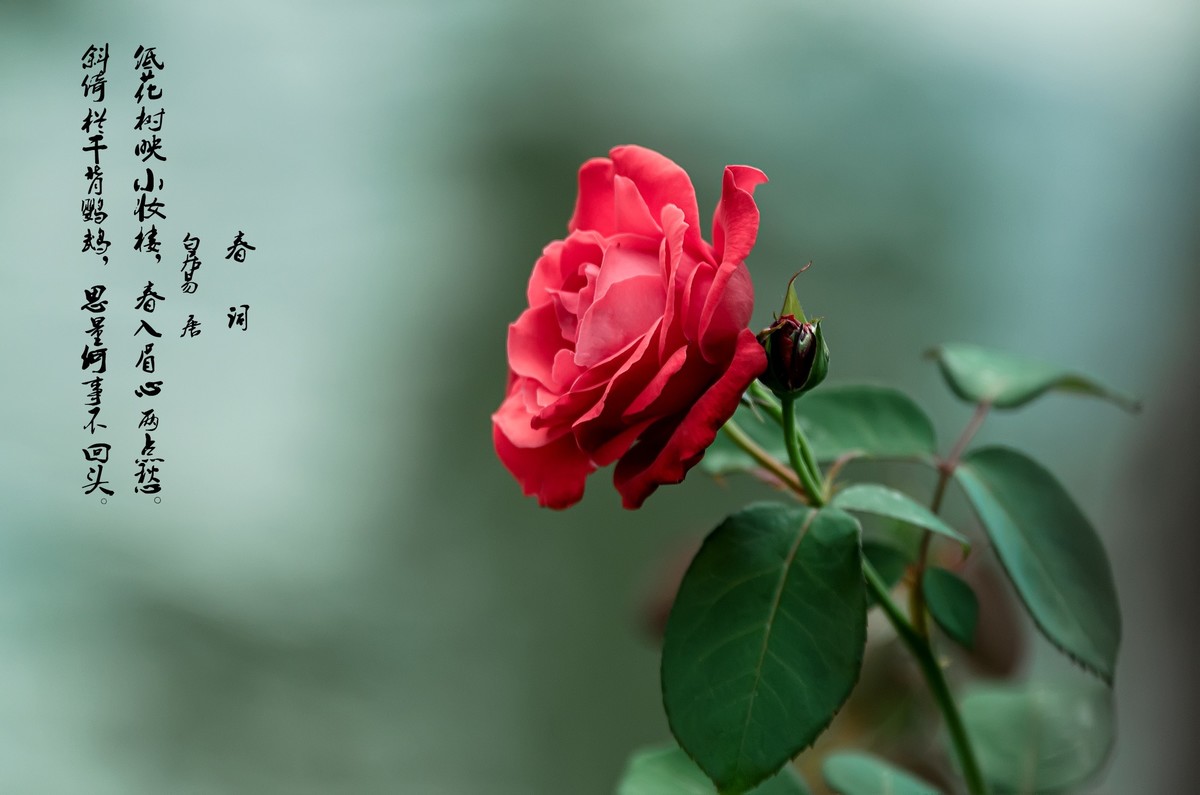 山花烂漫  之 《玫瑰花》