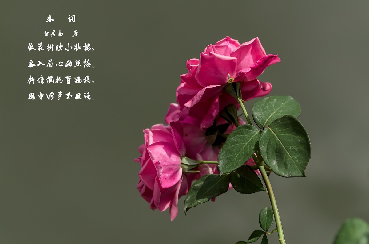 山花烂漫  之 《玫瑰花》