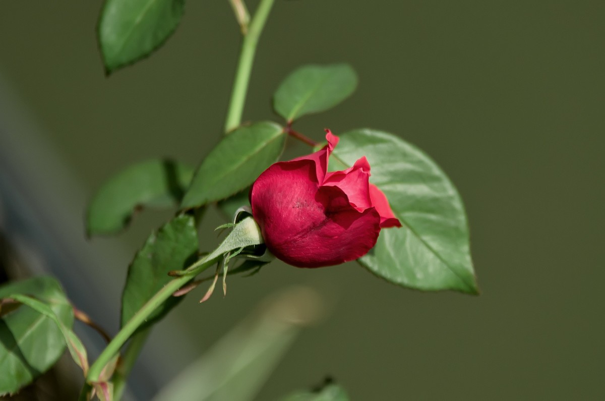 山花烂漫  之 《玫瑰花》