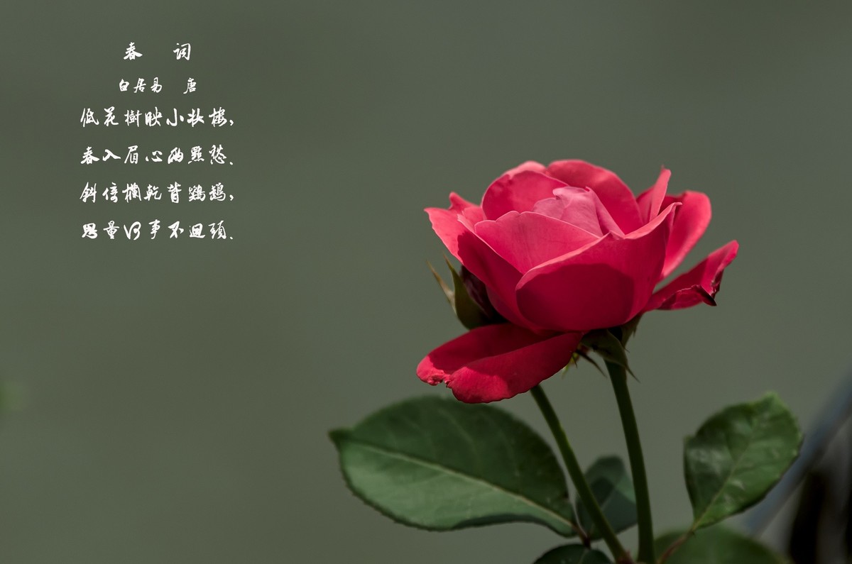 山花烂漫  之 《玫瑰花》