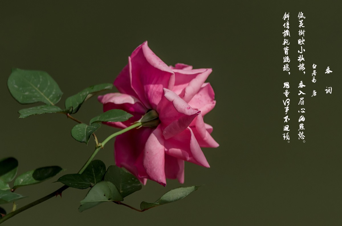 山花烂漫  之 《玫瑰花》