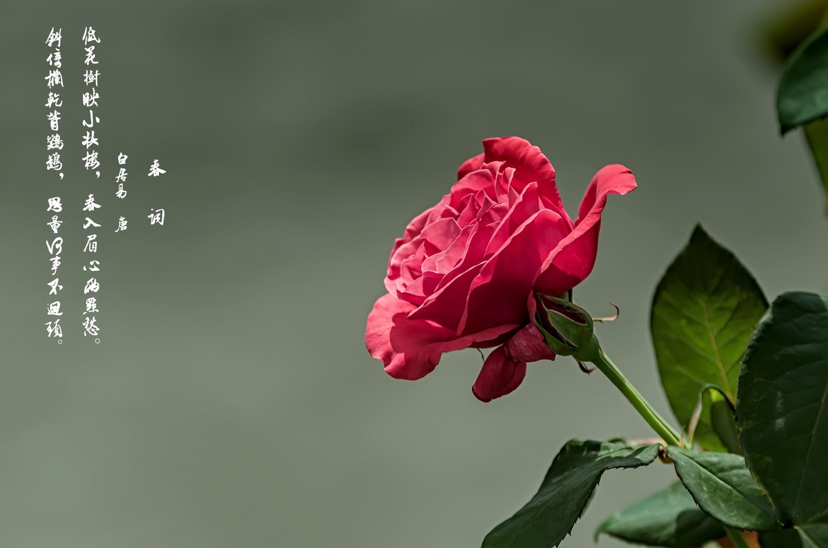 山花烂漫  之 《玫瑰花》