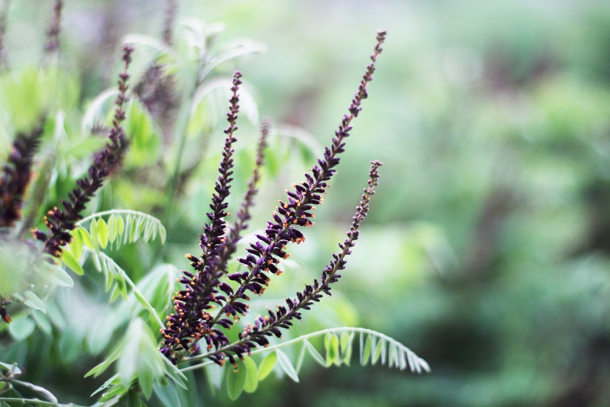 没事，拍了几张花花草草