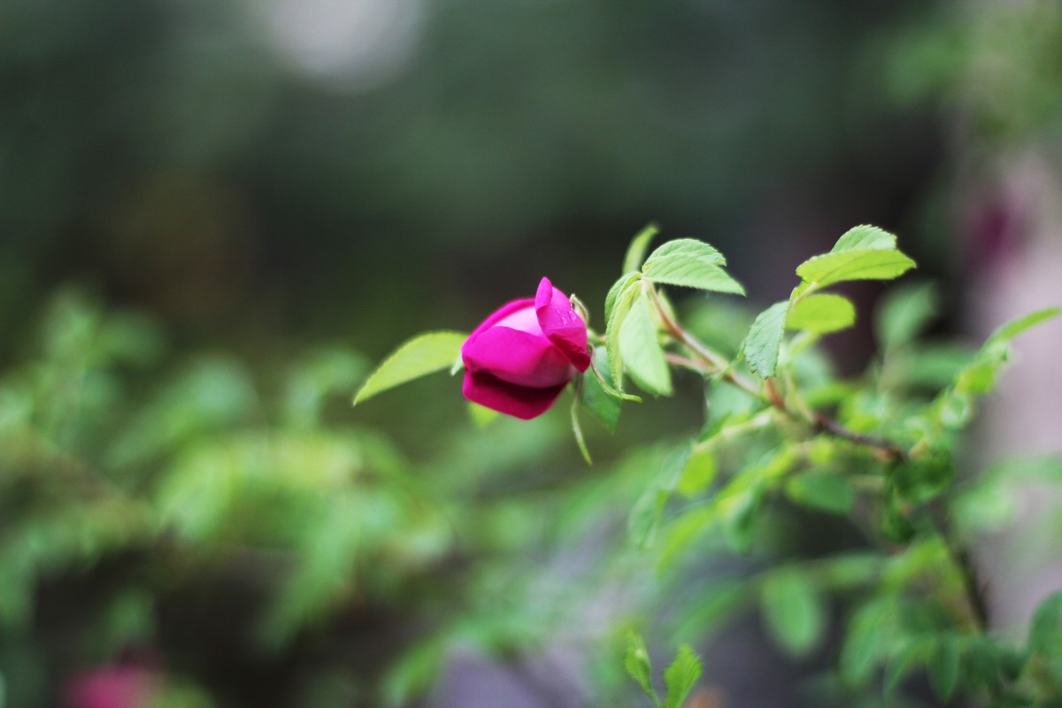 没事，拍了几张花花草草
