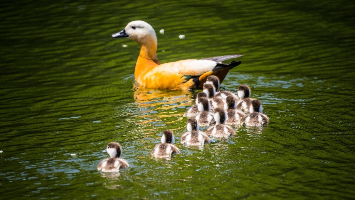 白云雁水的赤麻鸭一家 （三）